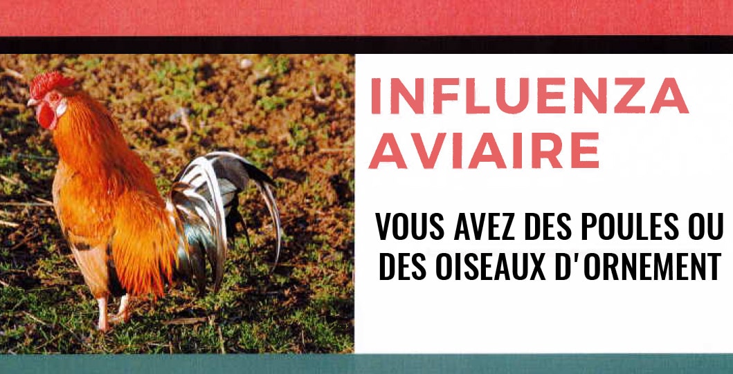 Info grippe aviaire