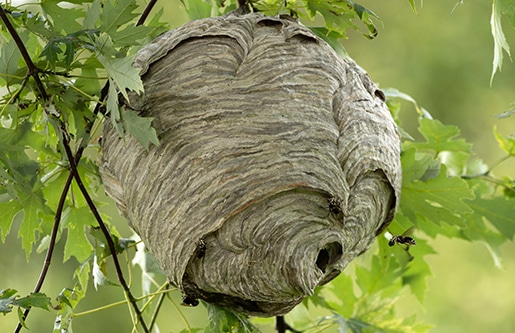 QUE FAIRE AVEC LES FRELONS ?